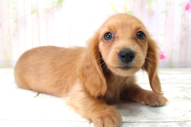 千葉県のミニチュアダックスフンド(ロング) (Coo&RIKU八街店/2025年10月22日生まれ/女の子/ゴールド)の子犬の3枚目の画像