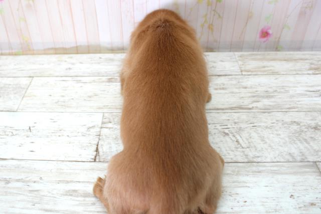 千葉県のミニチュアダックスフンド(ロング) (Coo&RIKU八街店/2025年10月22日生まれ/女の子/ゴールド)の子犬の4枚目の画像