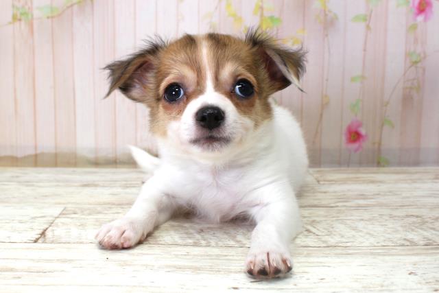 チワワ(ロングコート)