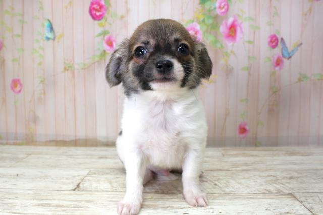 チワワ(ロングコート)