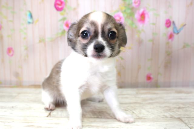 チワワ(ロングコート)