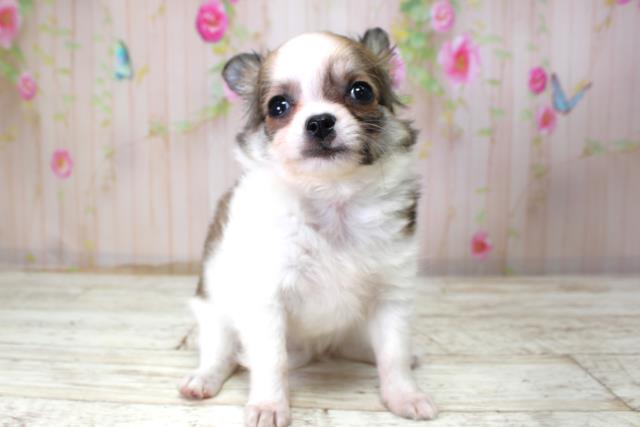 チワワ(ロングコート)