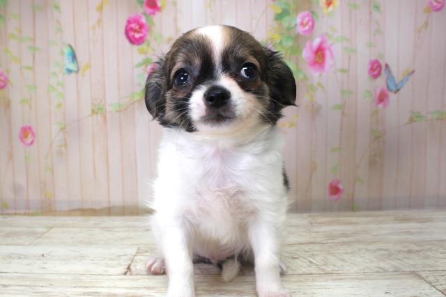 チワワ(ロングコート)