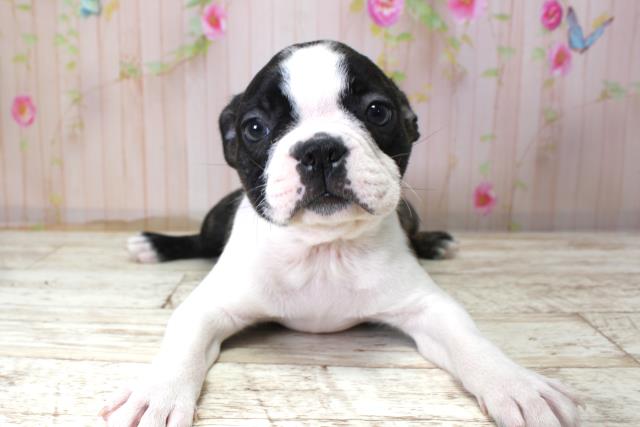 北海道のボストンテリア (Coo&RIKU札幌東店/2025年10月24日生まれ/男の子/ボストンカラー)の子犬の1枚目の画像