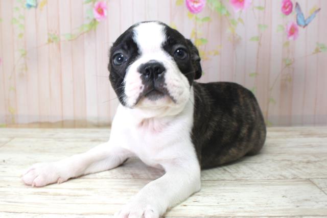 北海道のボストンテリア (Coo&RIKU札幌東店/2025年10月24日生まれ/男の子/ボストンカラー)の子犬の2枚目の画像