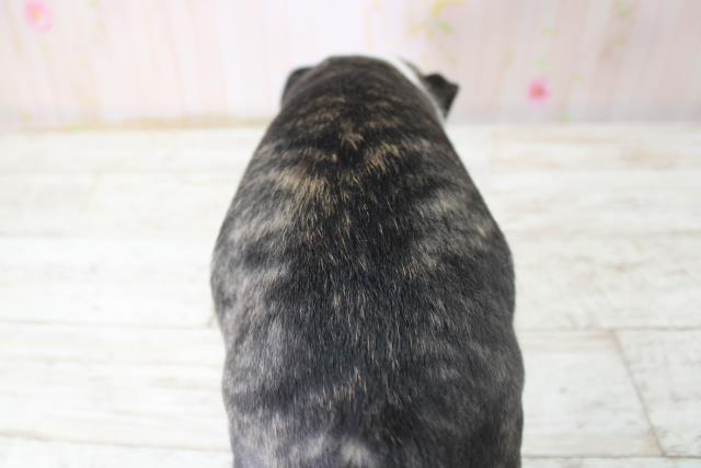 北海道のボストンテリア (Coo&RIKU札幌東店/2025年10月24日生まれ/男の子/ボストンカラー)の子犬の4枚目の画像