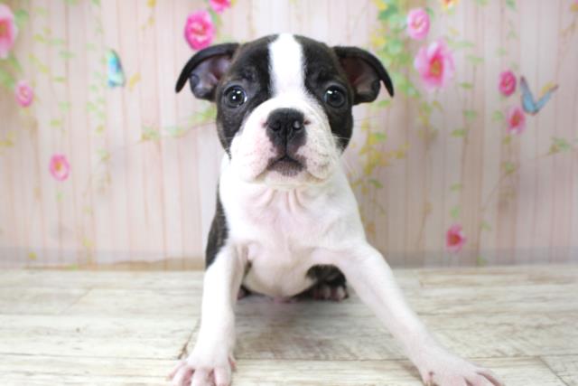 ボストンテリア