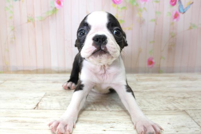 福島県のボストンテリア (Coo&RIKU会津若松店/2025年10月24日生まれ/男の子/ボストンカラー)の子犬の1枚目の画像