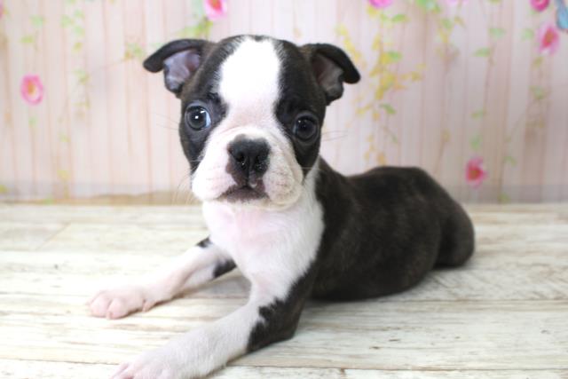 福島県のボストンテリア (Coo&RIKU会津若松店/2025年10月24日生まれ/男の子/ボストンカラー)の子犬の2枚目の画像