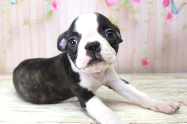 福島県のボストンテリア (Coo&RIKU会津若松店/2025年10月24日生まれ/男の子/ボストンカラー)の子犬の3枚目の画像