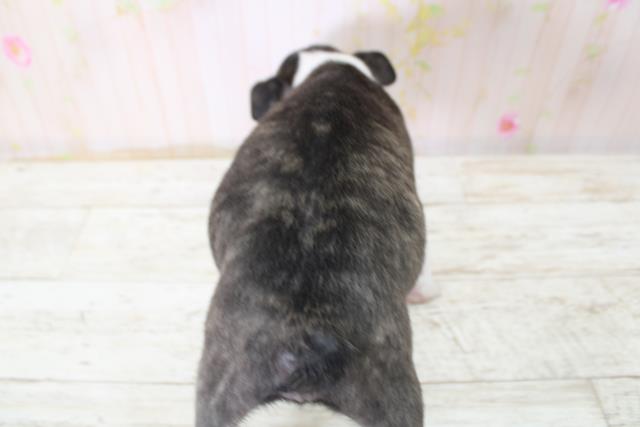 福島県のボストンテリア (Coo&RIKU会津若松店/2025年10月24日生まれ/男の子/ボストンカラー)の子犬の4枚目の画像