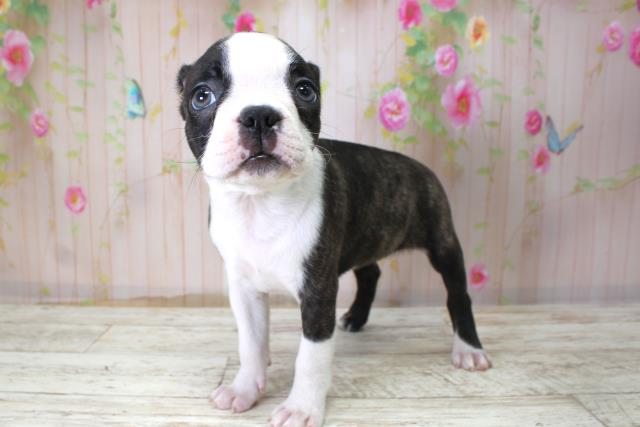 新潟県のボストンテリア (Coo&RIKU長岡店/2025年10月24日生まれ/女の子/ボストンカラー)の子犬の2枚目の画像