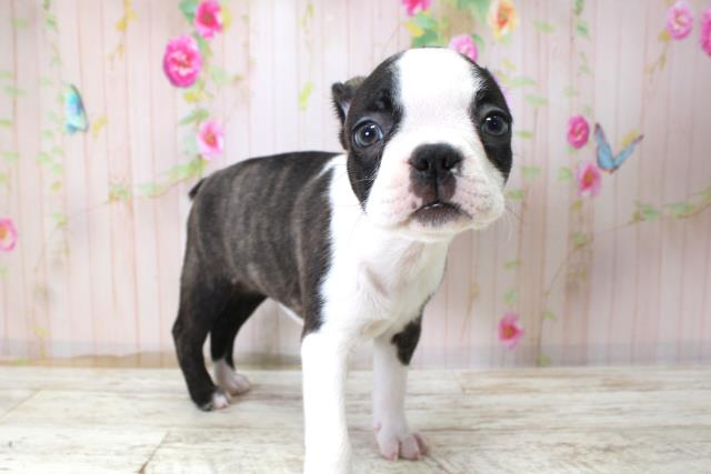 新潟県のボストンテリア (Coo&RIKU長岡店/2025年10月24日生まれ/女の子/ボストンカラー)の子犬の3枚目の画像