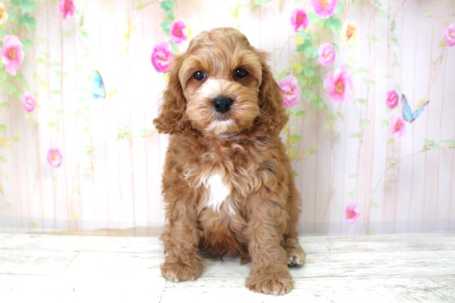 北海道のコッカプー(アメリカンコッカースパニエル×プードル) (Coo&RIKU苫小牧店/2025年10月24日生まれ/男の子/アプリコット)の子犬の1枚目の画像