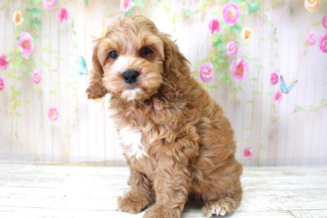 北海道のコッカプー(アメリカンコッカースパニエル×プードル) (Coo&RIKU苫小牧店/2025年10月24日生まれ/男の子/アプリコット)の子犬の2枚目の画像