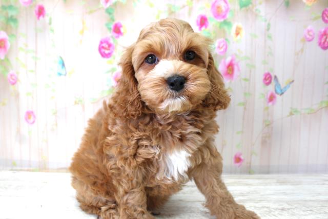 北海道のコッカプー(アメリカンコッカースパニエル×プードル) (Coo&RIKU苫小牧店/2025年10月24日生まれ/男の子/アプリコット)の子犬の3枚目の画像