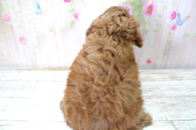 北海道のコッカプー(アメリカンコッカースパニエル×プードル) (Coo&RIKU苫小牧店/2025年10月24日生まれ/男の子/アプリコット)の子犬の4枚目の画像