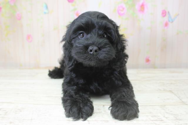 北海道のコッカプー(アメリカンコッカースパニエル×プードル) (Coo&RIKU函館店/2025年10月24日生まれ/女の子/ブラック)の子犬の1枚目の画像