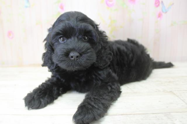 北海道のコッカプー(アメリカンコッカースパニエル×プードル) (Coo&RIKU函館店/2025年10月24日生まれ/女の子/ブラック)の子犬の2枚目の画像
