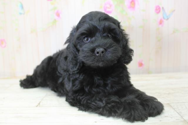 北海道のコッカプー(アメリカンコッカースパニエル×プードル) (Coo&RIKU函館店/2025年10月24日生まれ/女の子/ブラック)の子犬の3枚目の画像