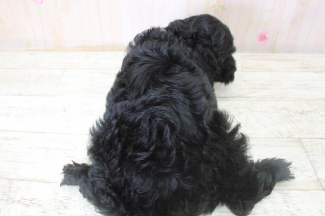 北海道のコッカプー(アメリカンコッカースパニエル×プードル) (Coo&RIKU函館店/2025年10月24日生まれ/女の子/ブラック)の子犬の4枚目の画像
