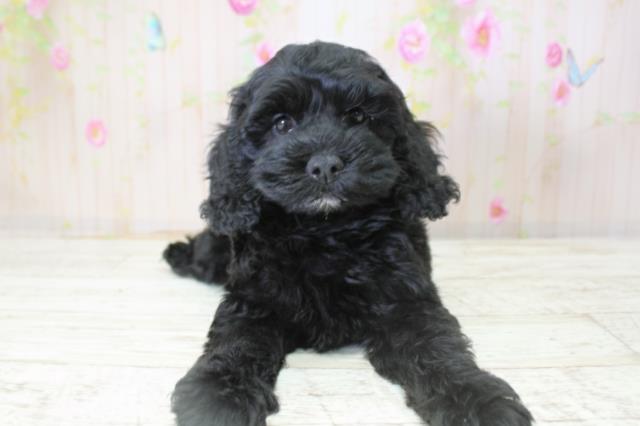 北海道のコッカプー(アメリカンコッカースパニエル×プードル) (Coo&RIKU札幌東店/2025年10月24日生まれ/女の子/ブラック)の子犬の1枚目の画像