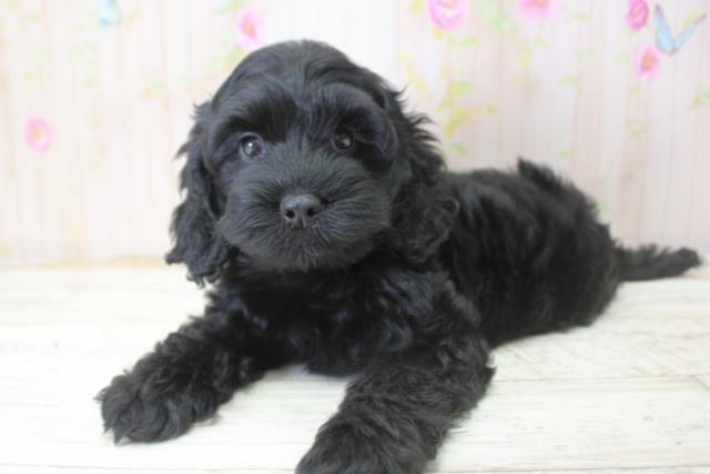 北海道のコッカプー(アメリカンコッカースパニエル×プードル) (Coo&RIKU札幌東店/2025年10月24日生まれ/女の子/ブラック)の子犬の2枚目の画像