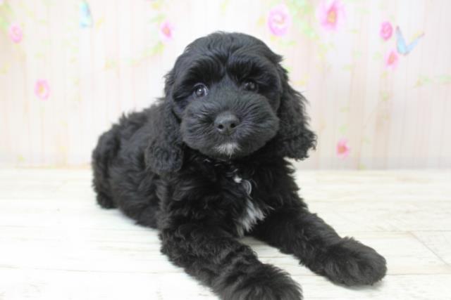 北海道のコッカプー(アメリカンコッカースパニエル×プードル) (Coo&RIKU札幌東店/2025年10月24日生まれ/女の子/ブラック)の子犬の3枚目の画像