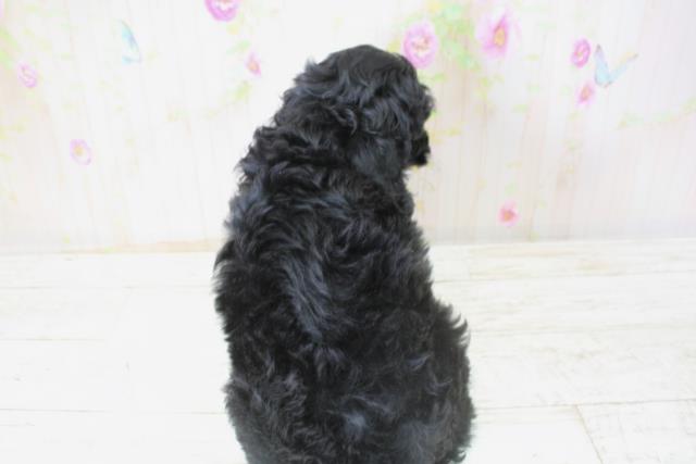 北海道のコッカプー(アメリカンコッカースパニエル×プードル) (Coo&RIKU札幌東店/2025年10月24日生まれ/女の子/ブラック)の子犬の4枚目の画像