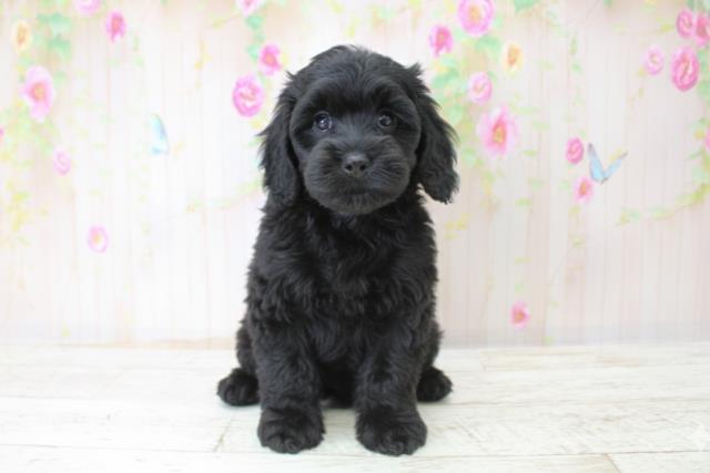 北海道のコッカプー(アメリカンコッカースパニエル×プードル) (Coo&RIKU帯広店/2025年10月24日生まれ/女の子/ブラック)の子犬の1枚目の画像