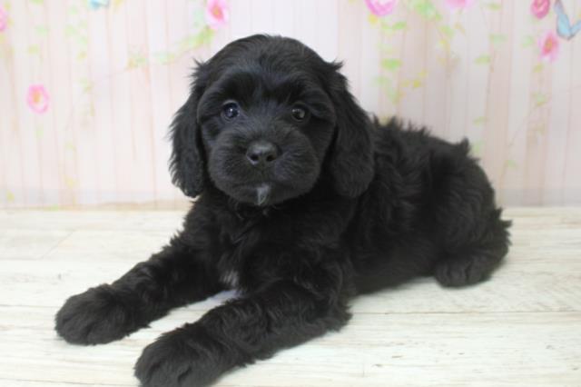 北海道のコッカプー(アメリカンコッカースパニエル×プードル) (Coo&RIKU帯広店/2025年10月24日生まれ/女の子/ブラック)の子犬の2枚目の画像