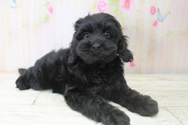 北海道のコッカプー(アメリカンコッカースパニエル×プードル) (Coo&RIKU帯広店/2025年10月24日生まれ/女の子/ブラック)の子犬の3枚目の画像