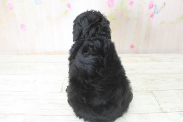 北海道のコッカプー(アメリカンコッカースパニエル×プードル) (Coo&RIKU帯広店/2025年10月24日生まれ/女の子/ブラック)の子犬の4枚目の画像