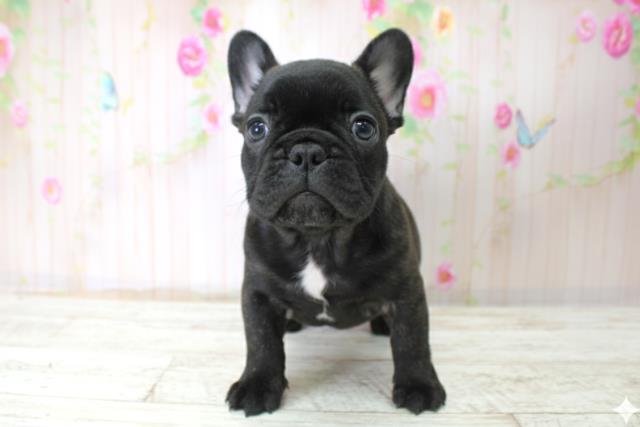 北海道のフレンチブルドッグ (Coo&RIKU函館店/2025年10月26日生まれ/男の子/ブリンドル)の子犬の1枚目の画像