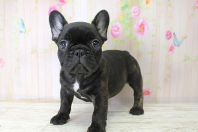 北海道のフレンチブルドッグ (Coo&RIKU函館店/2025年10月26日生まれ/男の子/ブリンドル)の子犬の2枚目の画像