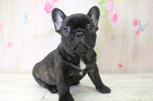 北海道のフレンチブルドッグ (Coo&RIKU函館店/2025年10月26日生まれ/男の子/ブリンドル)の子犬の3枚目の画像