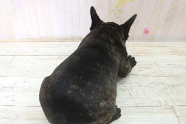 北海道のフレンチブルドッグ (Coo&RIKU函館店/2025年10月26日生まれ/男の子/ブリンドル)の子犬の4枚目の画像