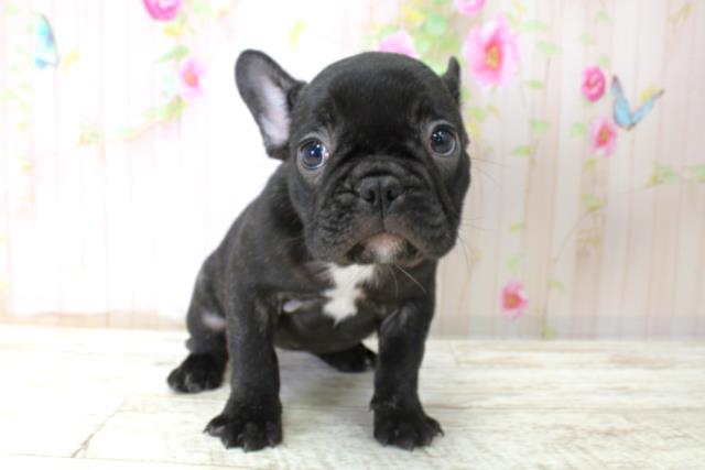 フレンチブルドッグ
