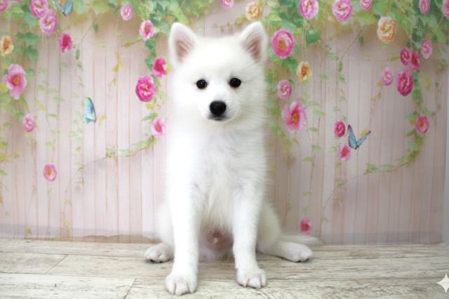 沖縄県の日本スピッツ (Coo&RIKU石垣店/2025年10月22日生まれ/男の子/ホワイト)の子犬の1枚目の画像