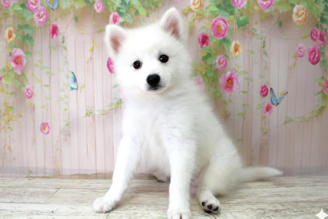 沖縄県の日本スピッツ (Coo&RIKU石垣店/2025年10月22日生まれ/男の子/ホワイト)の子犬の2枚目の画像