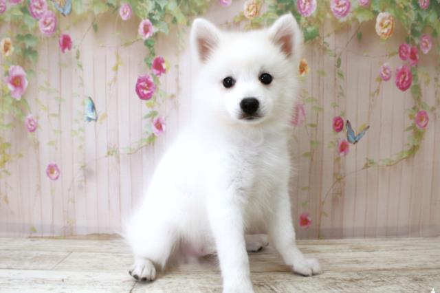 沖縄県の日本スピッツ (Coo&RIKU石垣店/2025年10月22日生まれ/男の子/ホワイト)の子犬の3枚目の画像