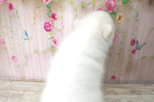 沖縄県の日本スピッツ (Coo&RIKU石垣店/2025年10月22日生まれ/男の子/ホワイト)の子犬の4枚目の画像