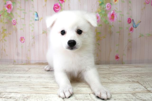 北海道の日本スピッツ (Coo&RIKU札幌東店/2025年10月22日生まれ/男の子/ホワイト)の子犬の1枚目の画像