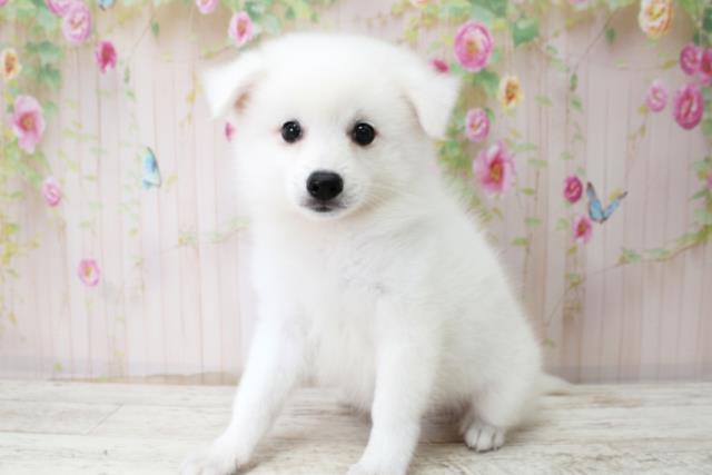 北海道の日本スピッツ (Coo&RIKU札幌東店/2025年10月22日生まれ/男の子/ホワイト)の子犬の2枚目の画像