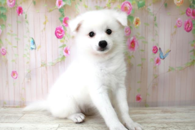 北海道の日本スピッツ (Coo&RIKU札幌東店/2025年10月22日生まれ/男の子/ホワイト)の子犬の3枚目の画像