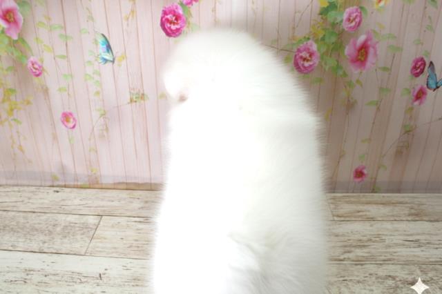 北海道の日本スピッツ (Coo&RIKU札幌東店/2025年10月22日生まれ/男の子/ホワイト)の子犬の4枚目の画像