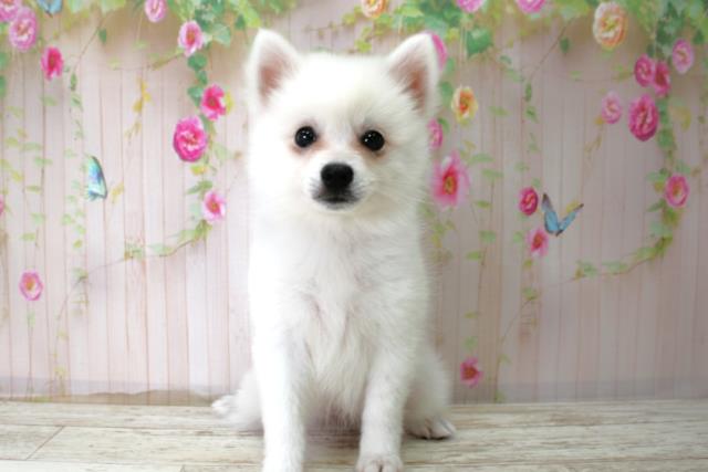 岩手県の日本スピッツ (Coo&RIKU岩手盛岡店/2025年10月22日生まれ/女の子/ホワイト)の子犬の1枚目の画像