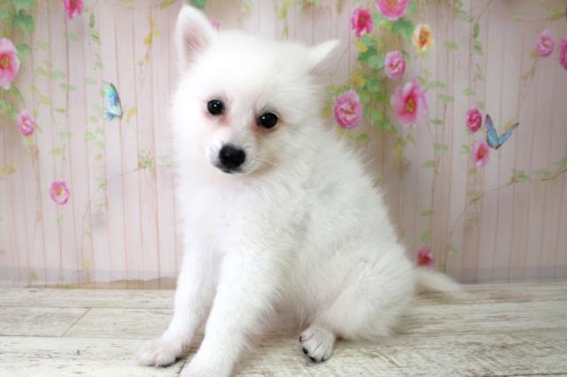 岩手県の日本スピッツ (Coo&RIKU岩手盛岡店/2025年10月22日生まれ/女の子/ホワイト)の子犬の2枚目の画像