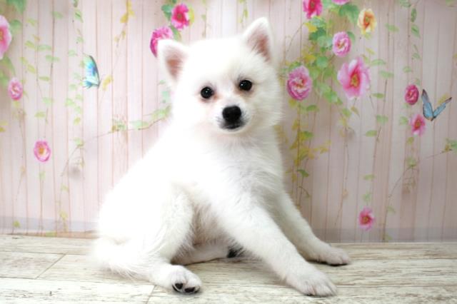 岩手県の日本スピッツ (Coo&RIKU岩手盛岡店/2025年10月22日生まれ/女の子/ホワイト)の子犬の3枚目の画像