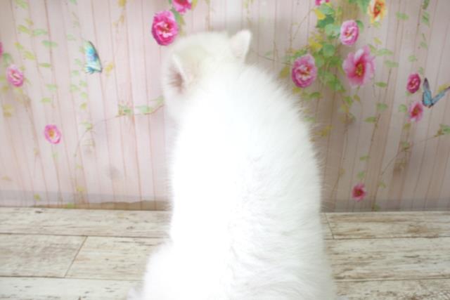 岩手県の日本スピッツ (Coo&RIKU岩手盛岡店/2025年10月22日生まれ/女の子/ホワイト)の子犬の4枚目の画像